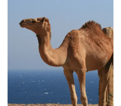 Camelid Andrology guide with SFT Veterinary standards, CASA system, Sperm Motility, Sperm Morphology, and Built-in heating stage for camel fertility evaluation